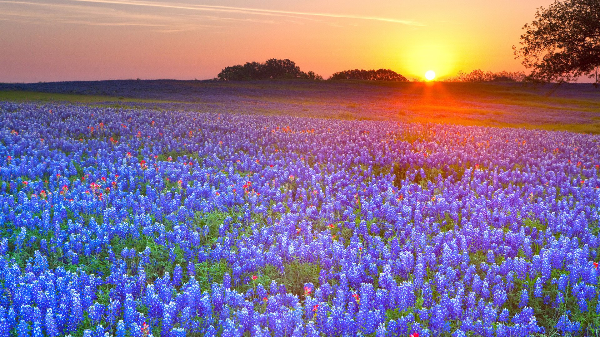 High Resolution Texas Bluebonnets Wallpapers