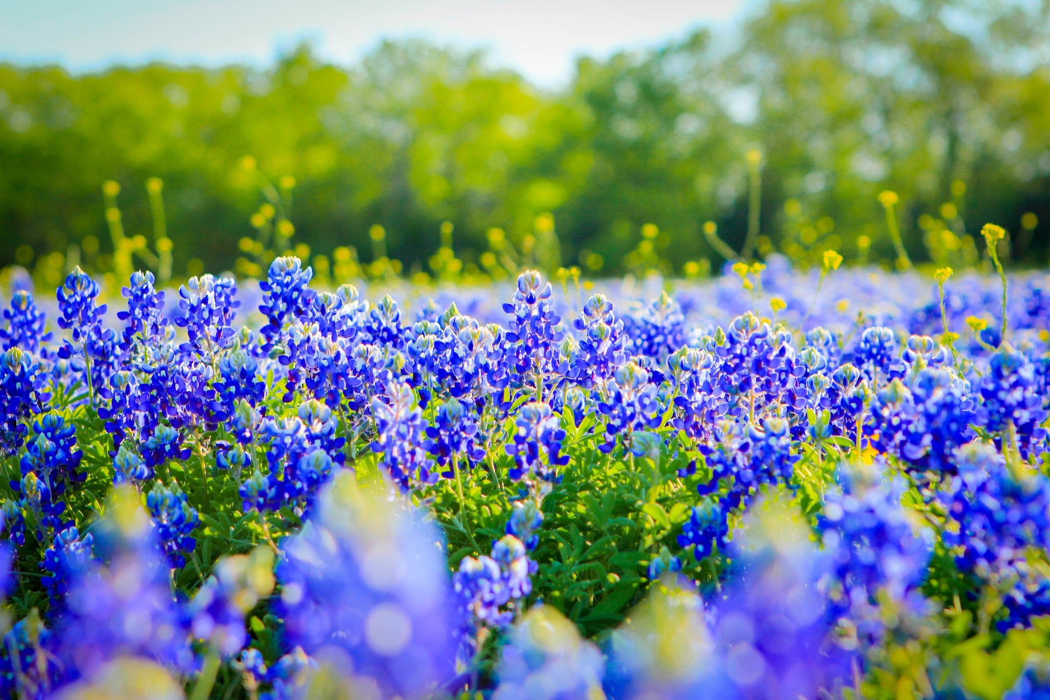 High Resolution Texas Bluebonnets Wallpapers