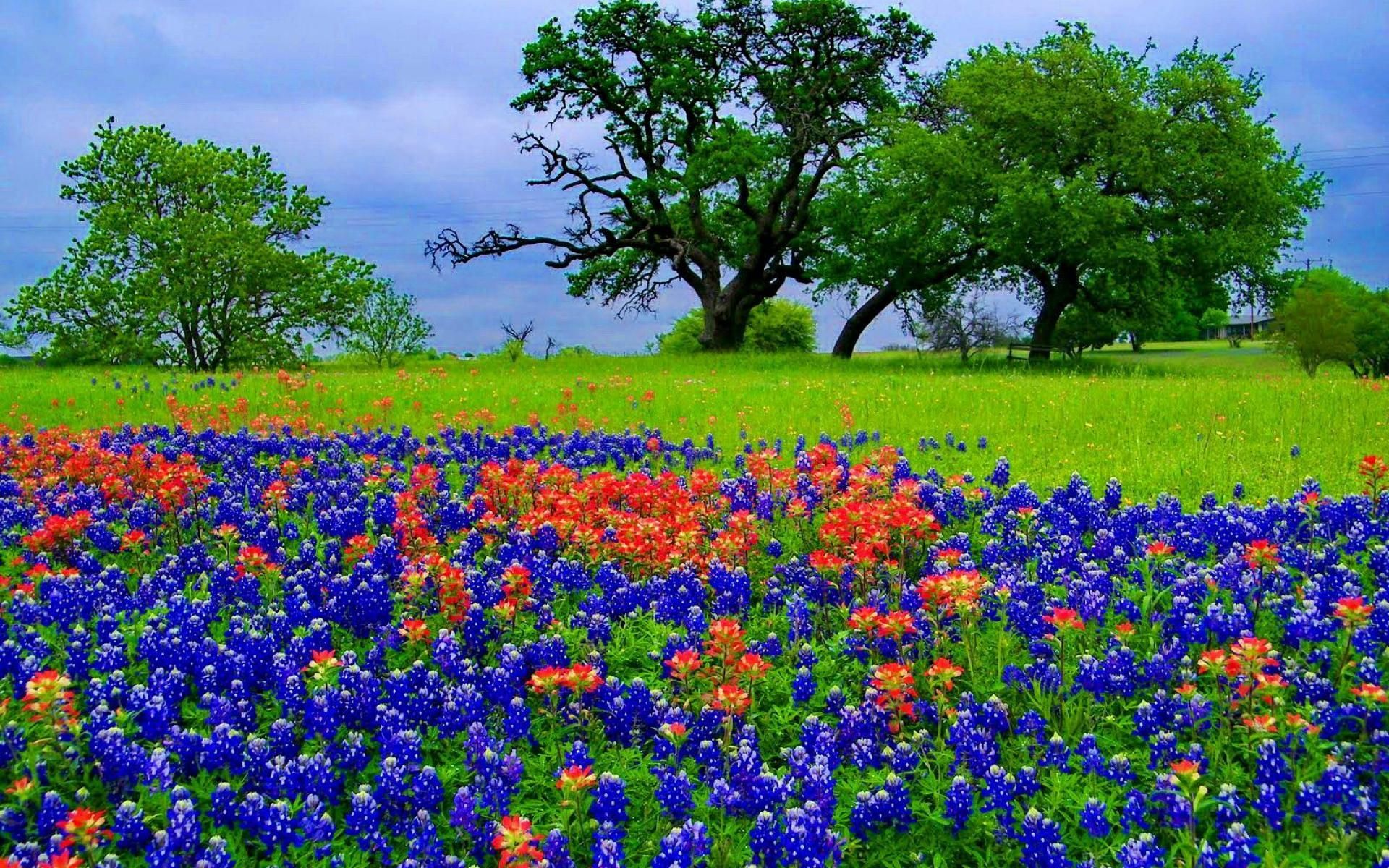 High Resolution Texas Bluebonnets Wallpapers