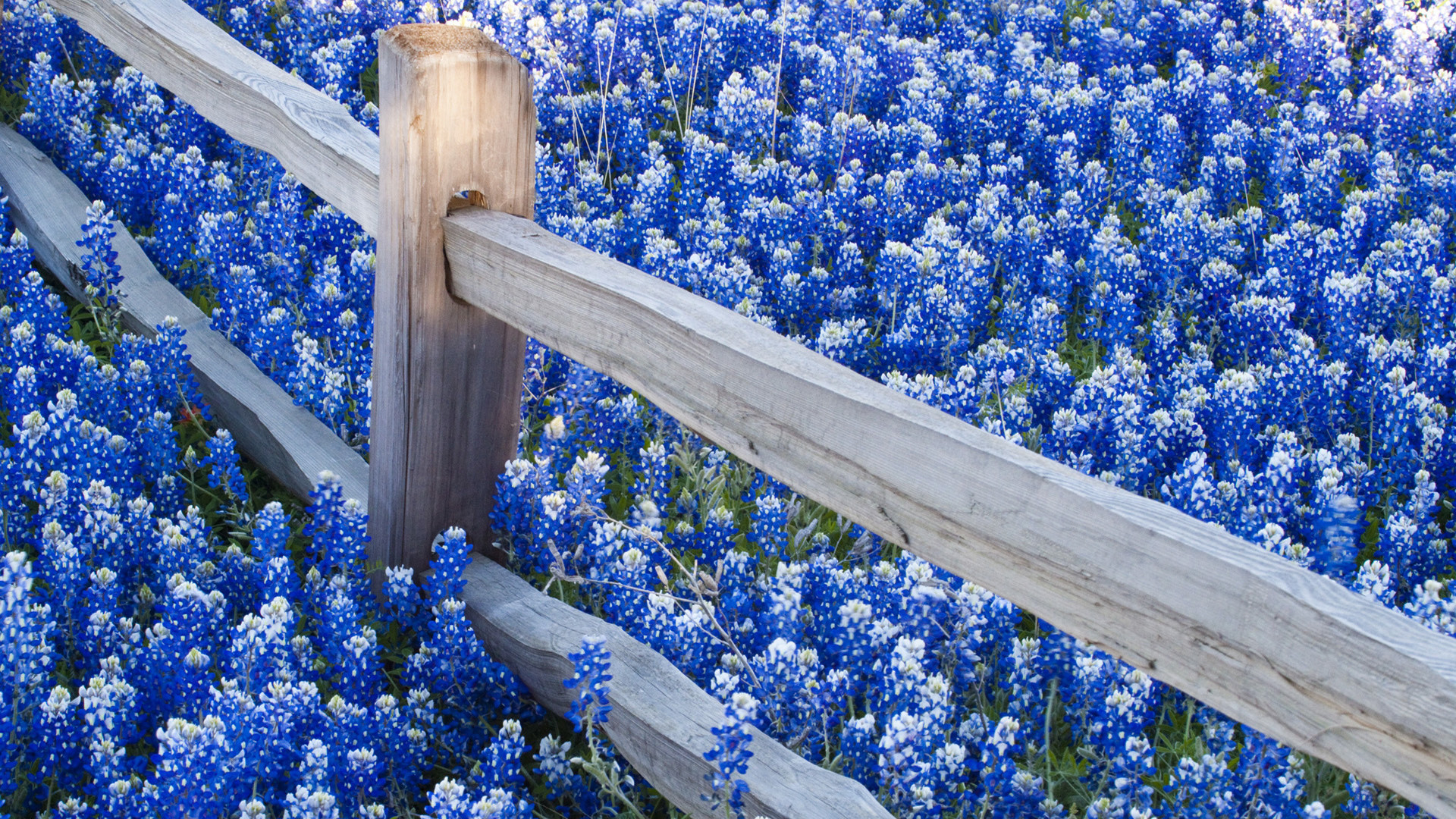 High Resolution Texas Bluebonnets Wallpapers