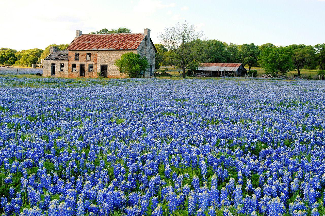 High Resolution Texas Bluebonnets Wallpapers