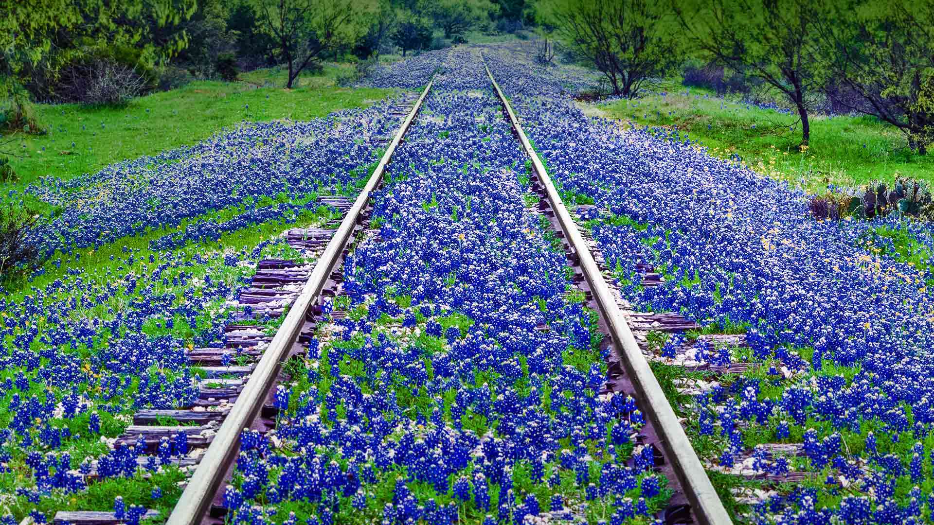 High Resolution Texas Bluebonnets Wallpapers