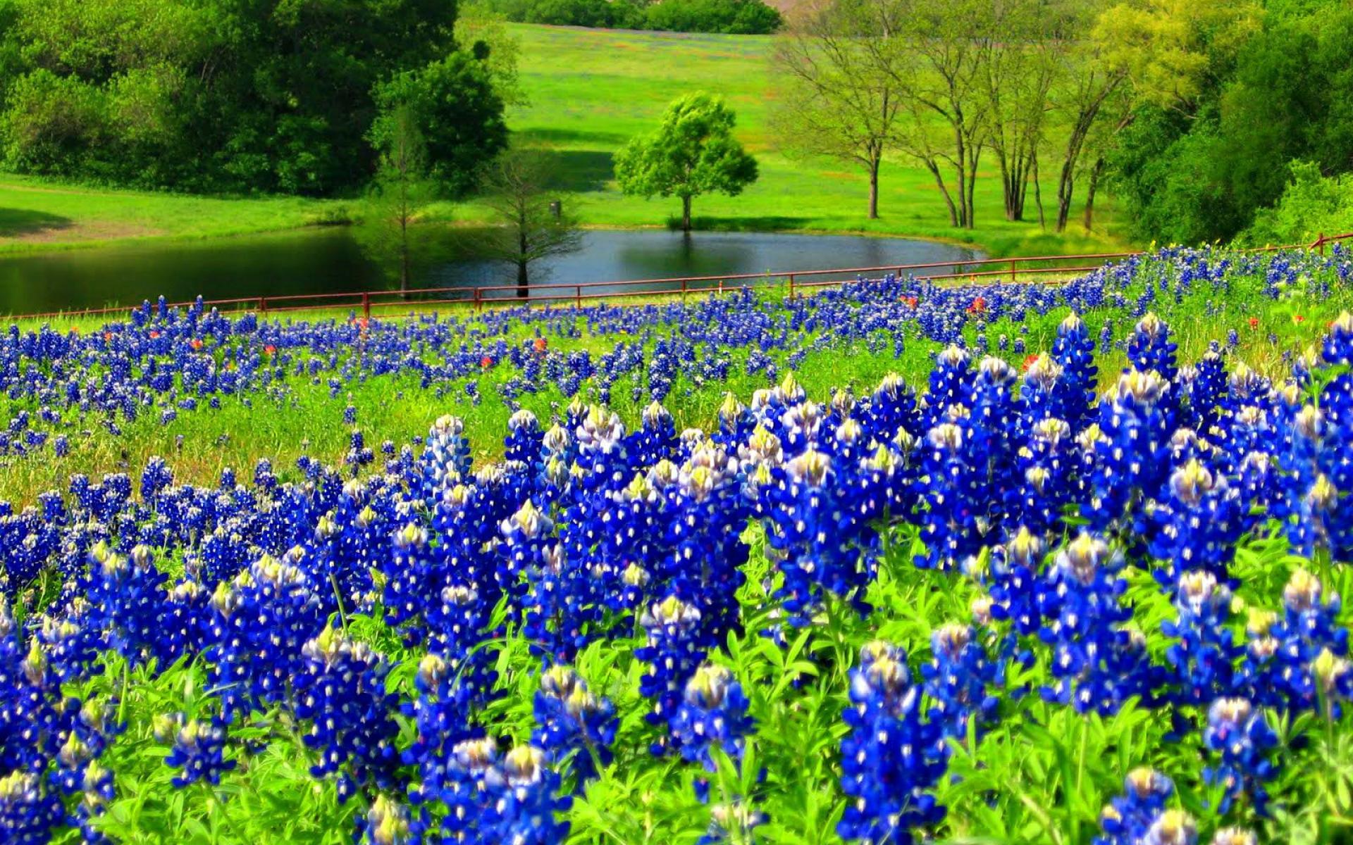 High Resolution Texas Bluebonnets Wallpapers