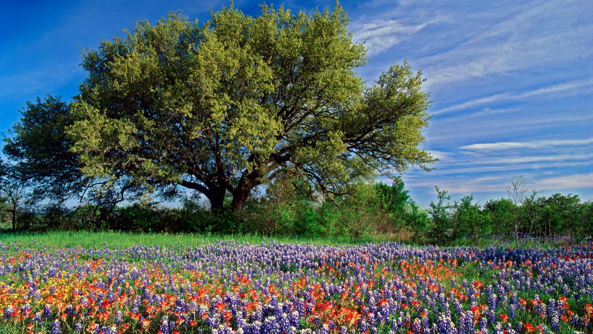 High Resolution Texas Bluebonnets Wallpapers