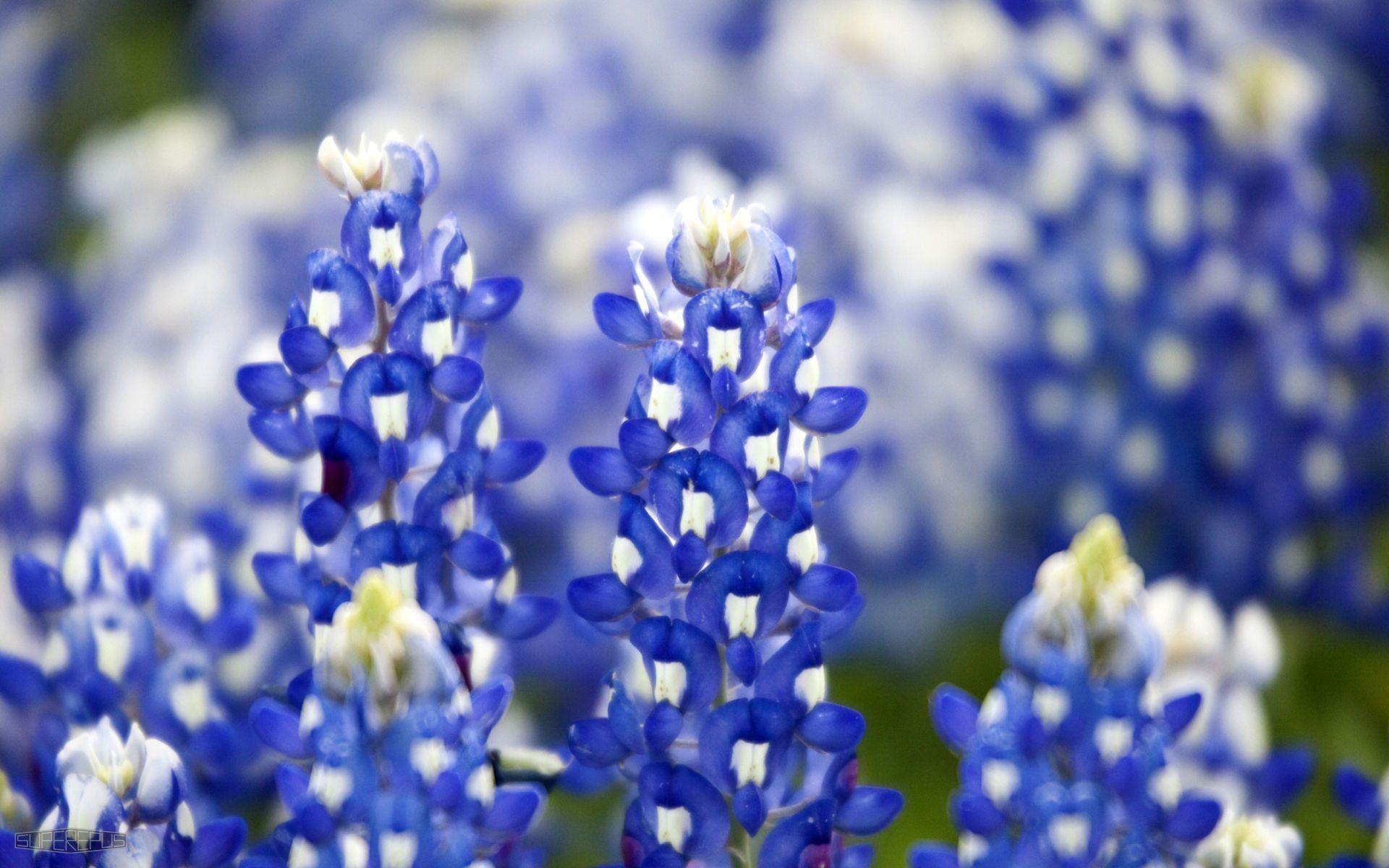 High Resolution Texas Bluebonnets Wallpapers