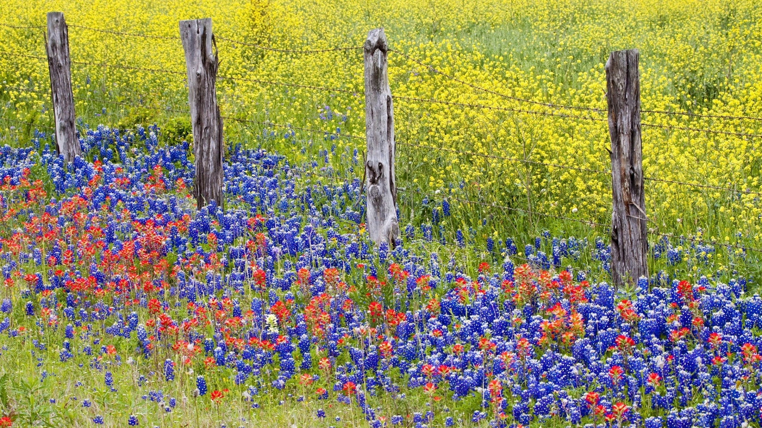 High Resolution Texas Bluebonnets Wallpapers