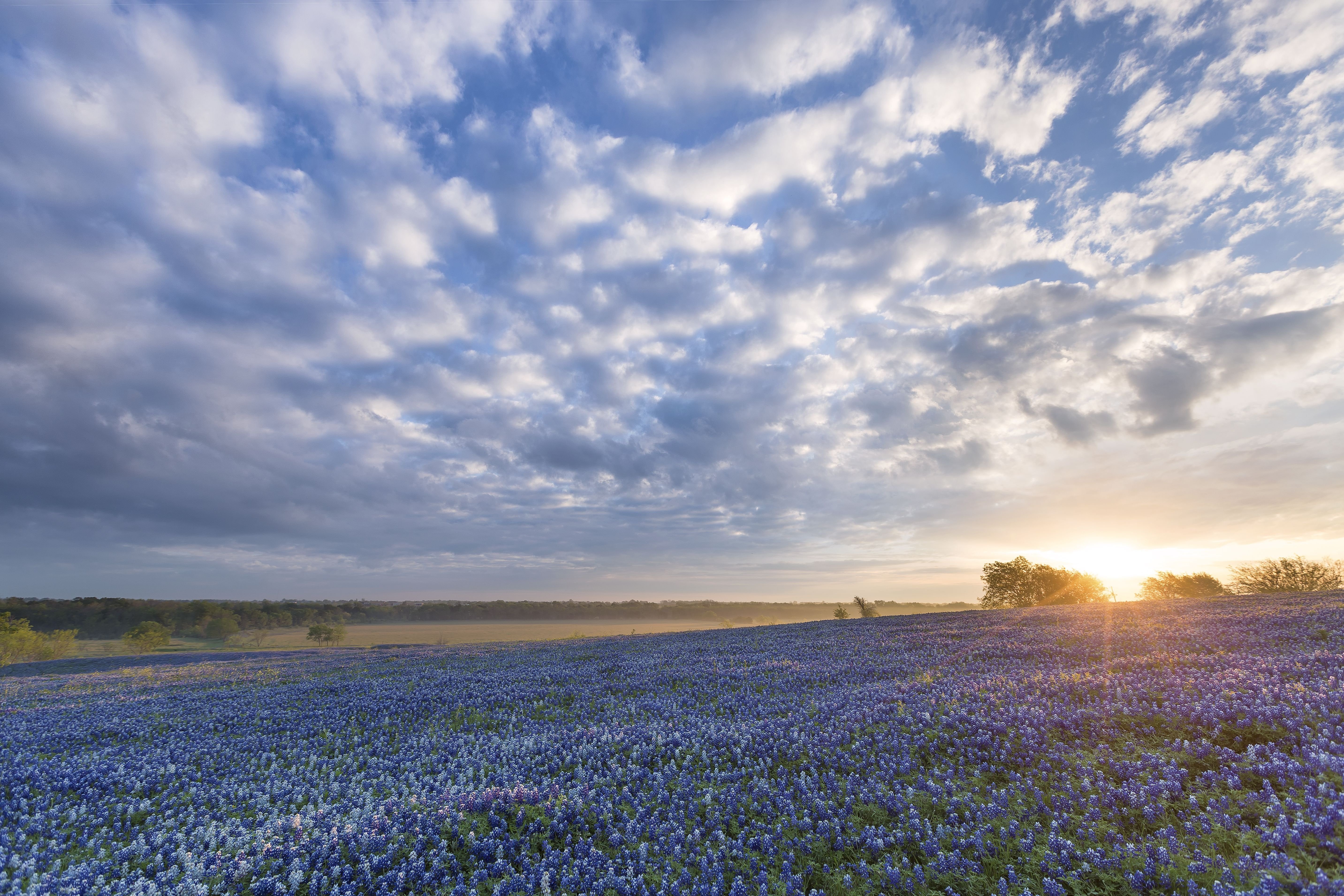 High Resolution Texas Bluebonnets Wallpapers