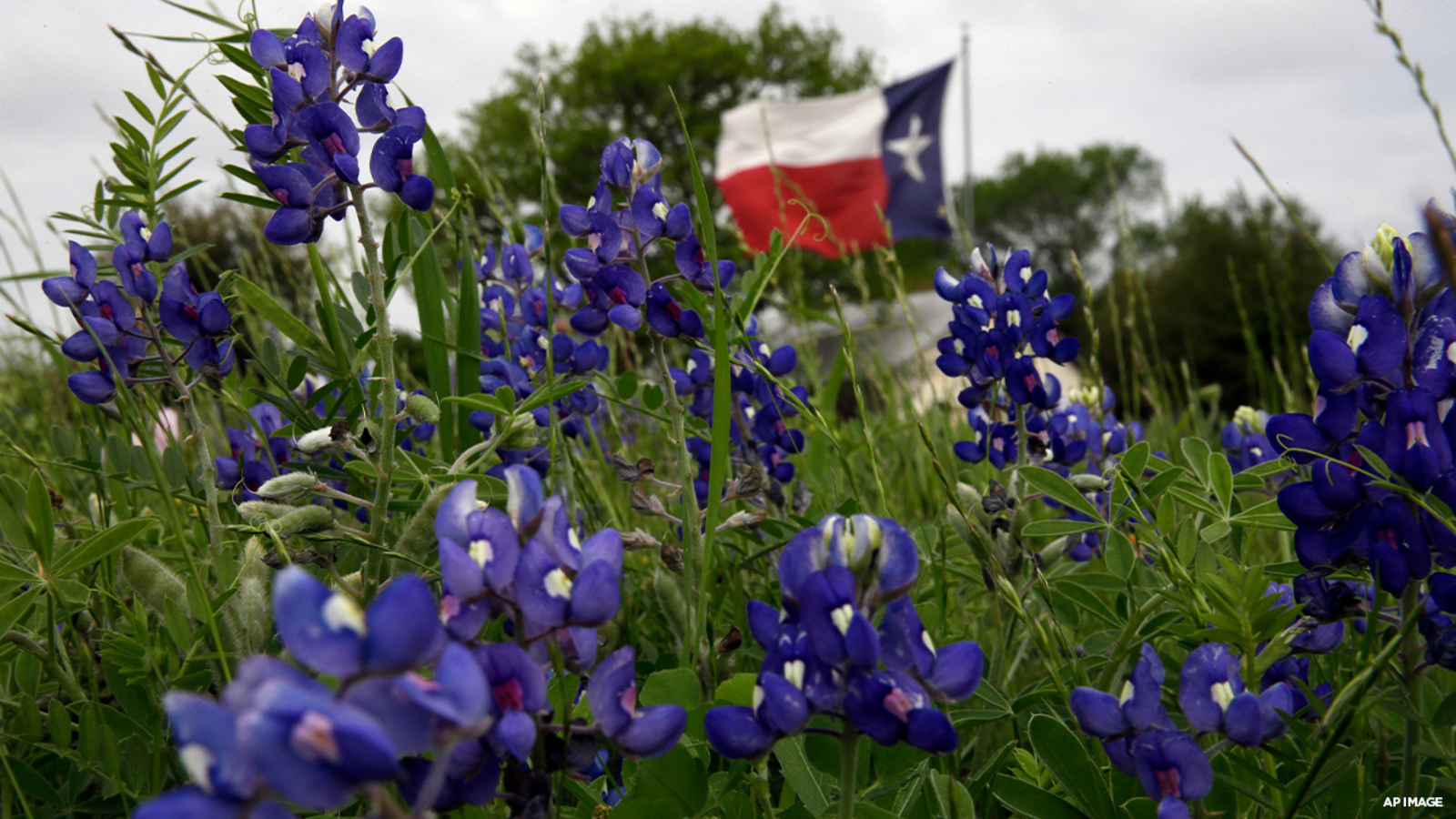 High Resolution Texas Bluebonnets Wallpapers