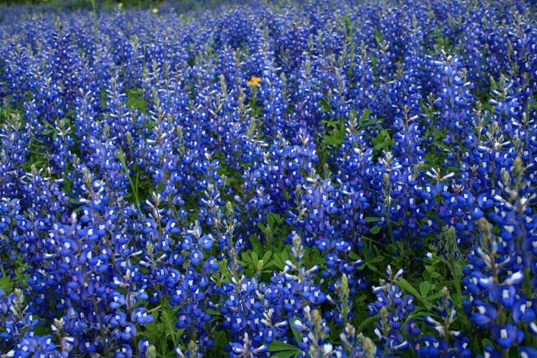 High Resolution Texas Bluebonnets Wallpapers