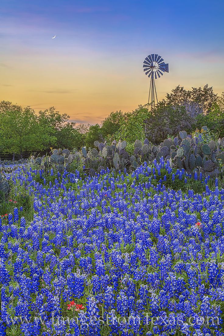 High Resolution Texas Bluebonnets Wallpapers