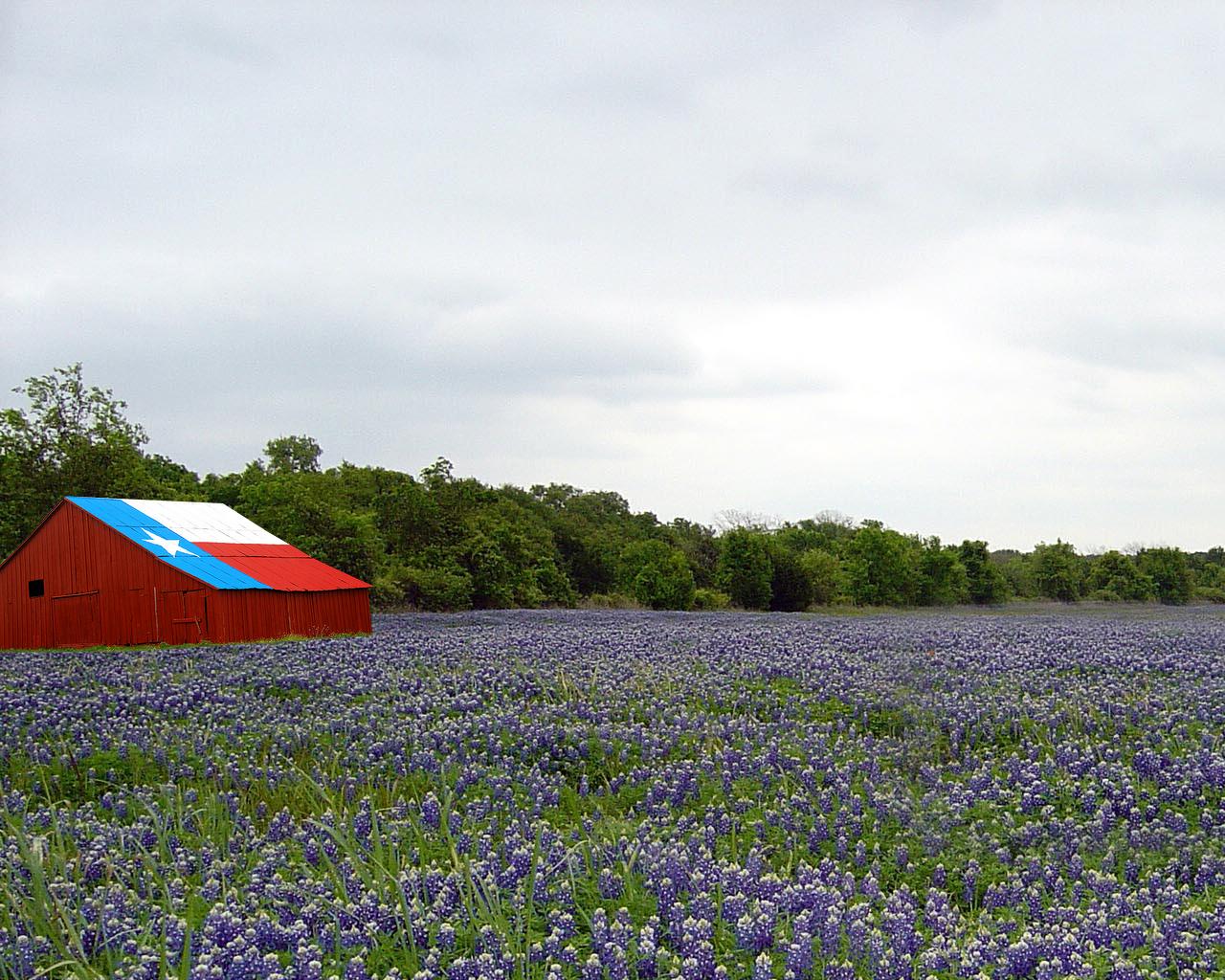 High Resolution Texas Bluebonnets Wallpapers