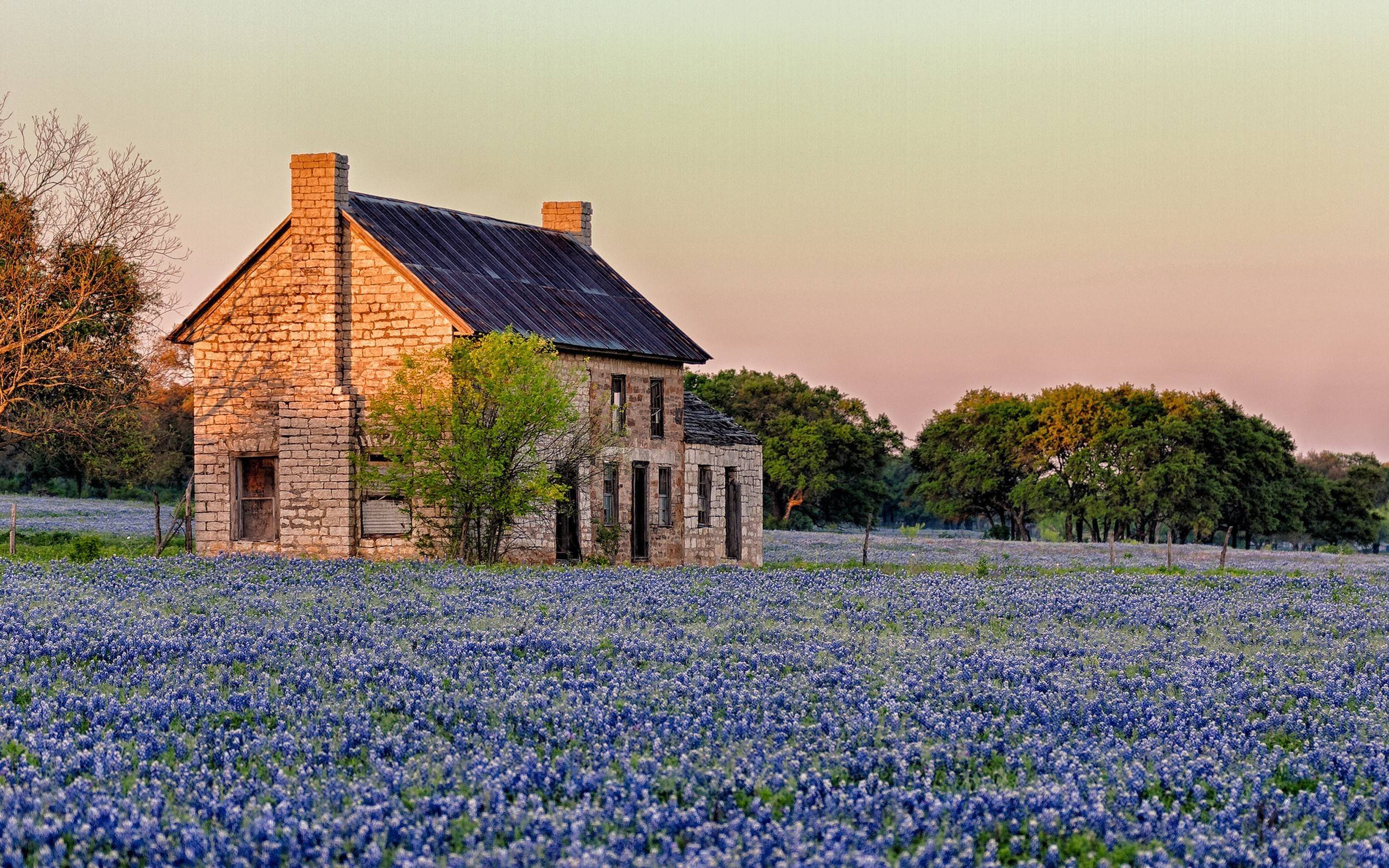 High Resolution Texas Bluebonnets Wallpapers