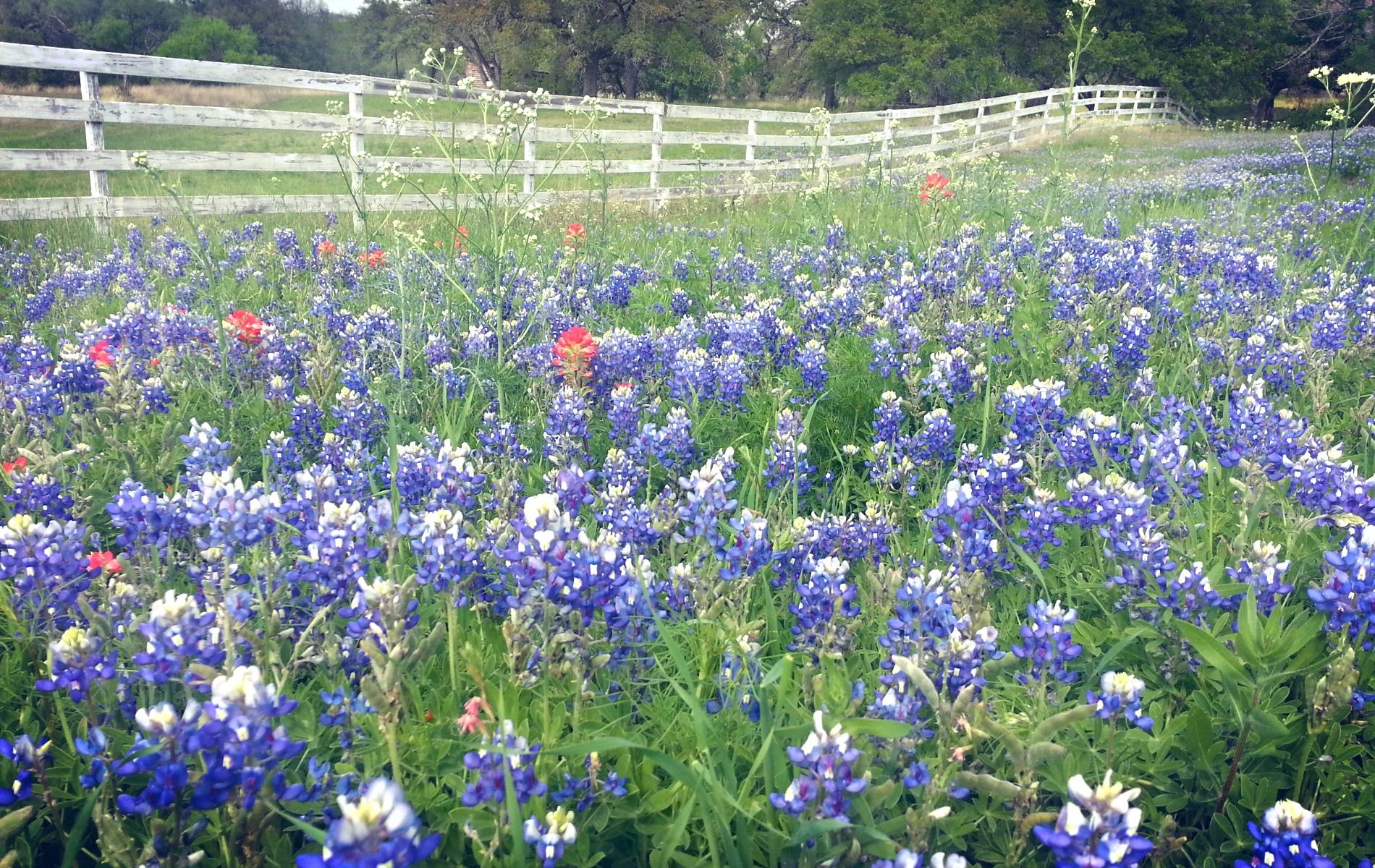 High Resolution Texas Bluebonnets Wallpapers