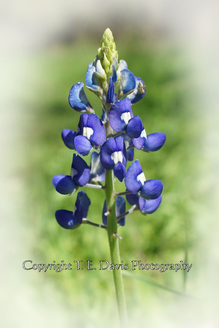 High Resolution Texas Bluebonnets Wallpapers