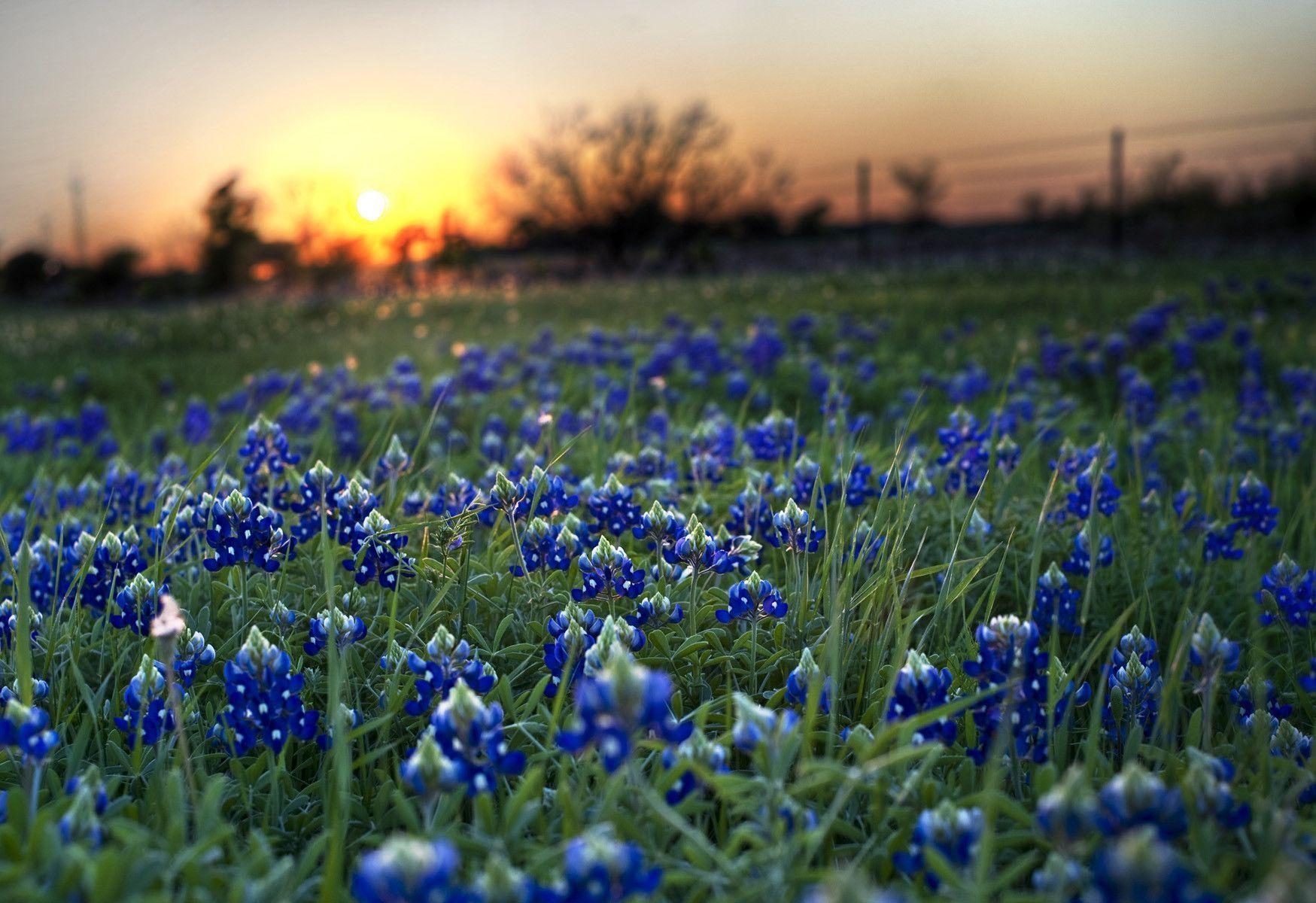 High Resolution Texas Bluebonnets Wallpapers