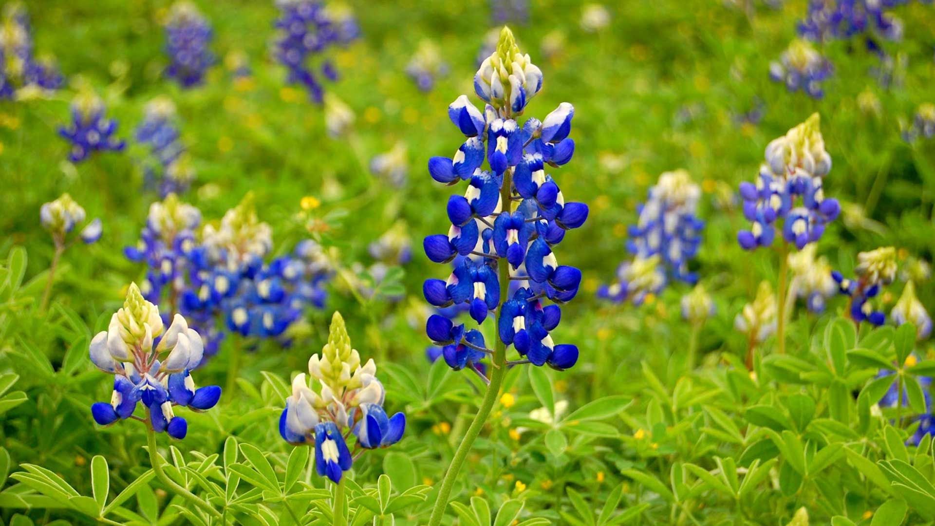 High Resolution Texas Bluebonnets Wallpapers