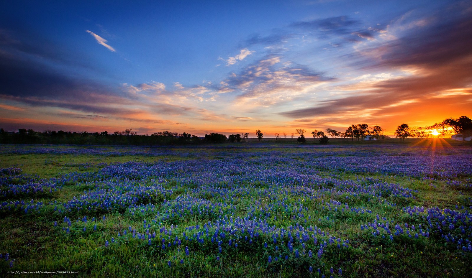 High Resolution Texas Bluebonnets Wallpapers