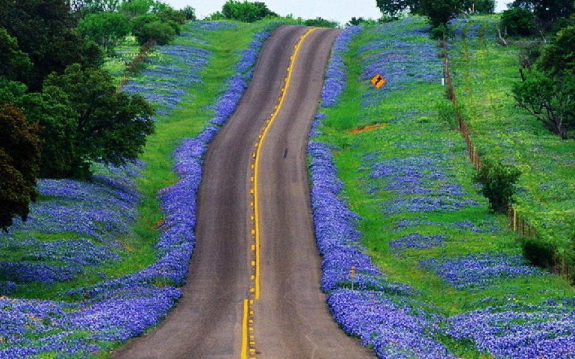 High Resolution Texas Bluebonnets Wallpapers