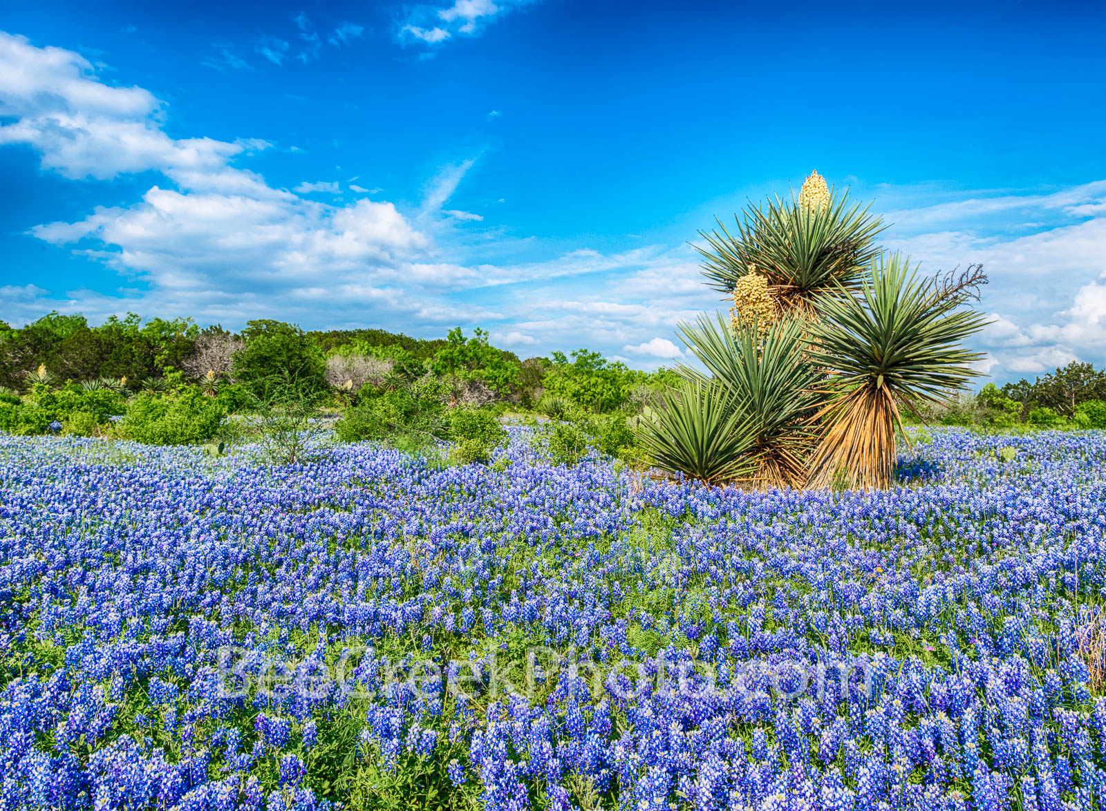 High Resolution Texas Bluebonnets Wallpapers