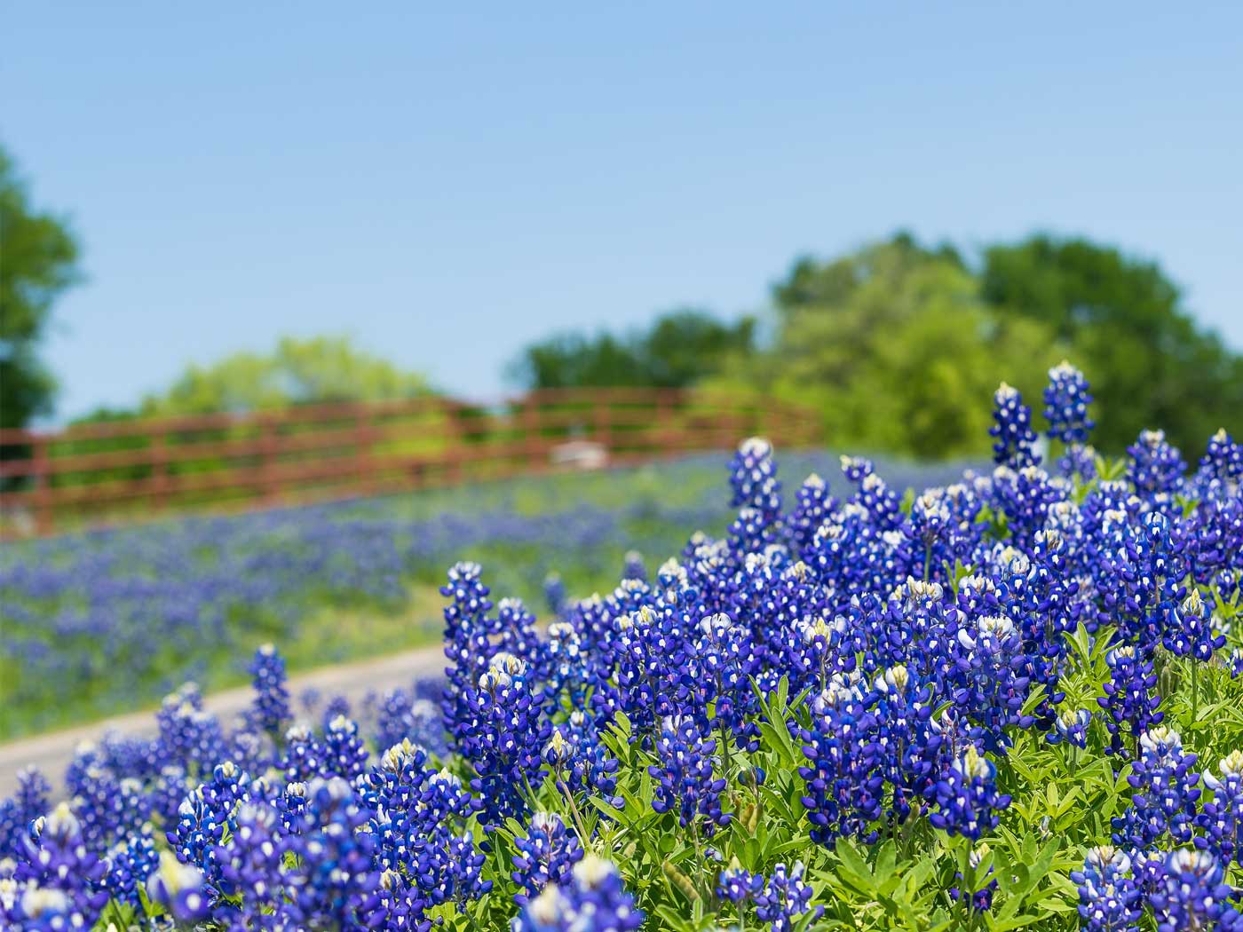 High Resolution Texas Bluebonnets Wallpapers