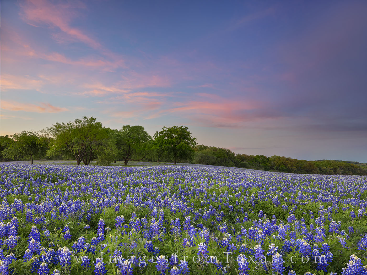 High Resolution Texas Bluebonnets Wallpapers