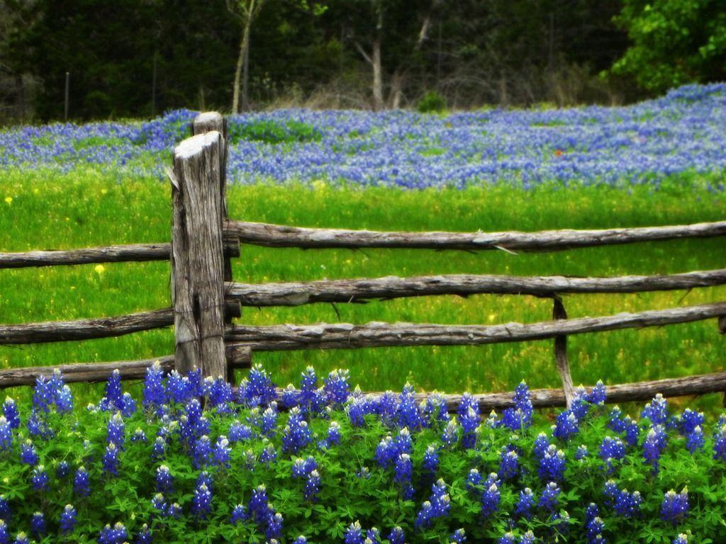 High Resolution Texas Bluebonnets Wallpapers