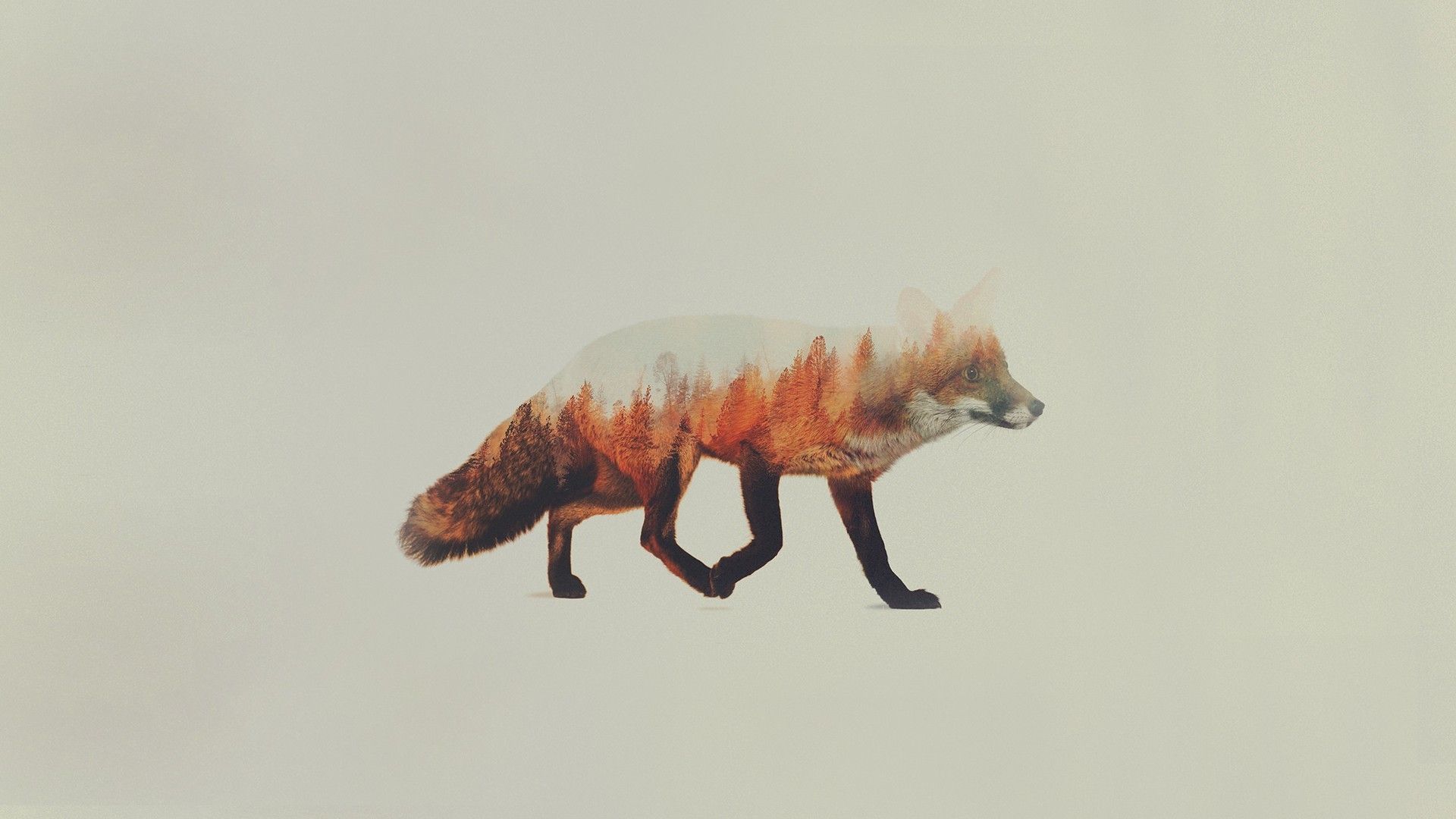 Hipster Fox Wallpapers