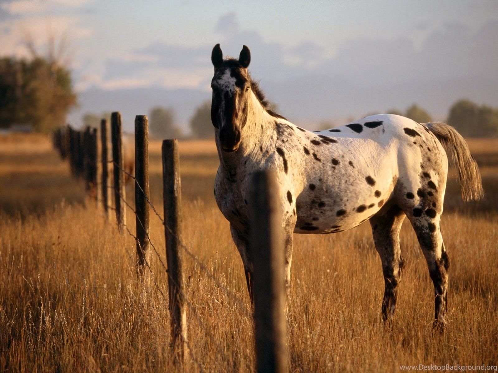 Horse Ranch Wallpapers