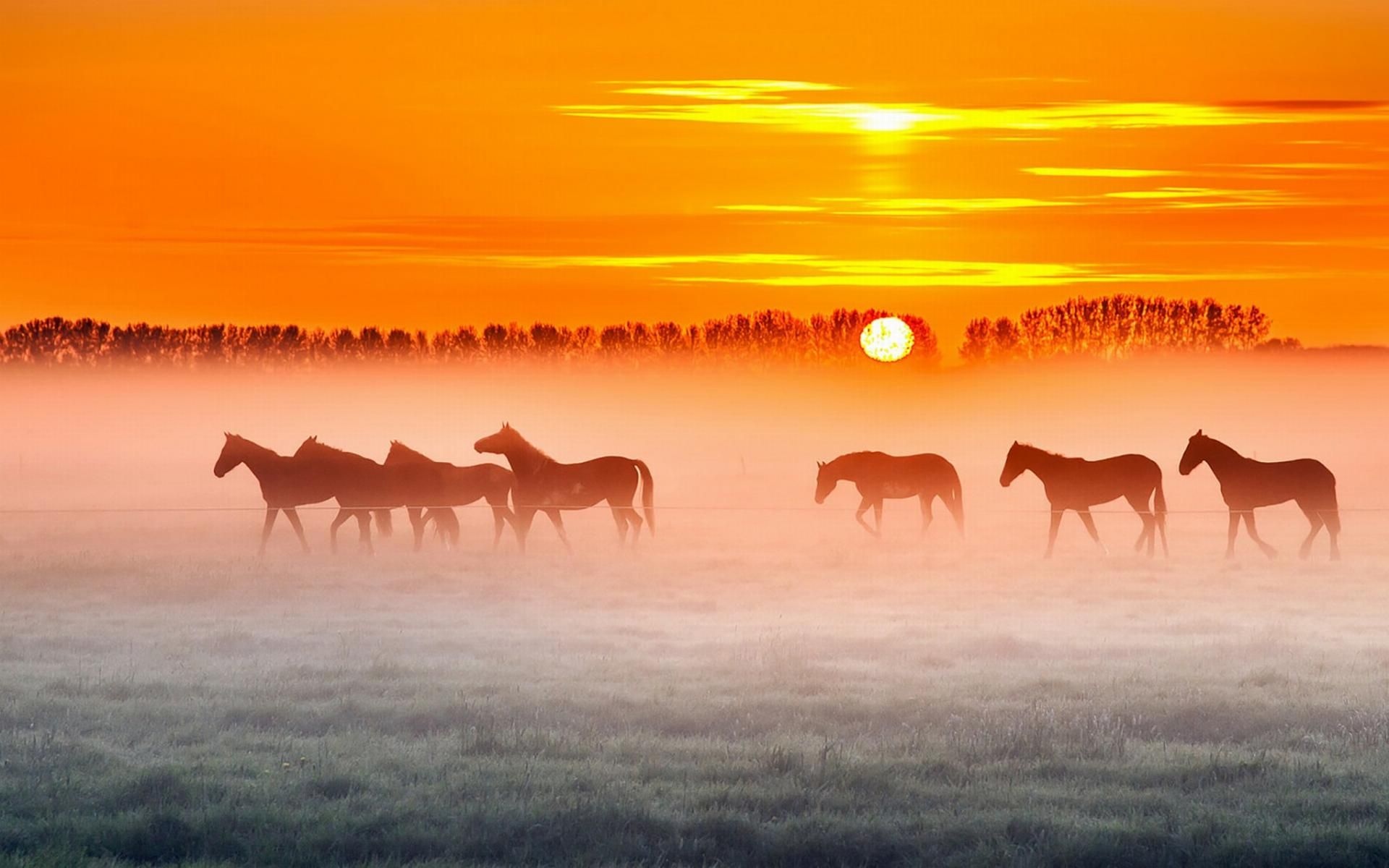 Horse Ranch Wallpapers