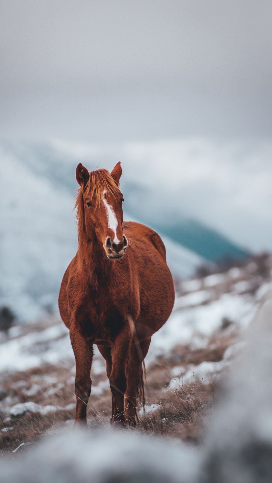 Horse For Phone Wallpapers