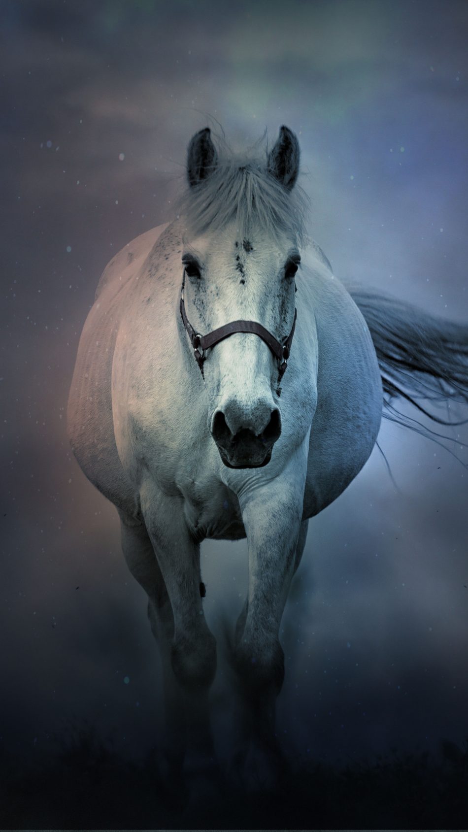 Horse For Phone Wallpapers