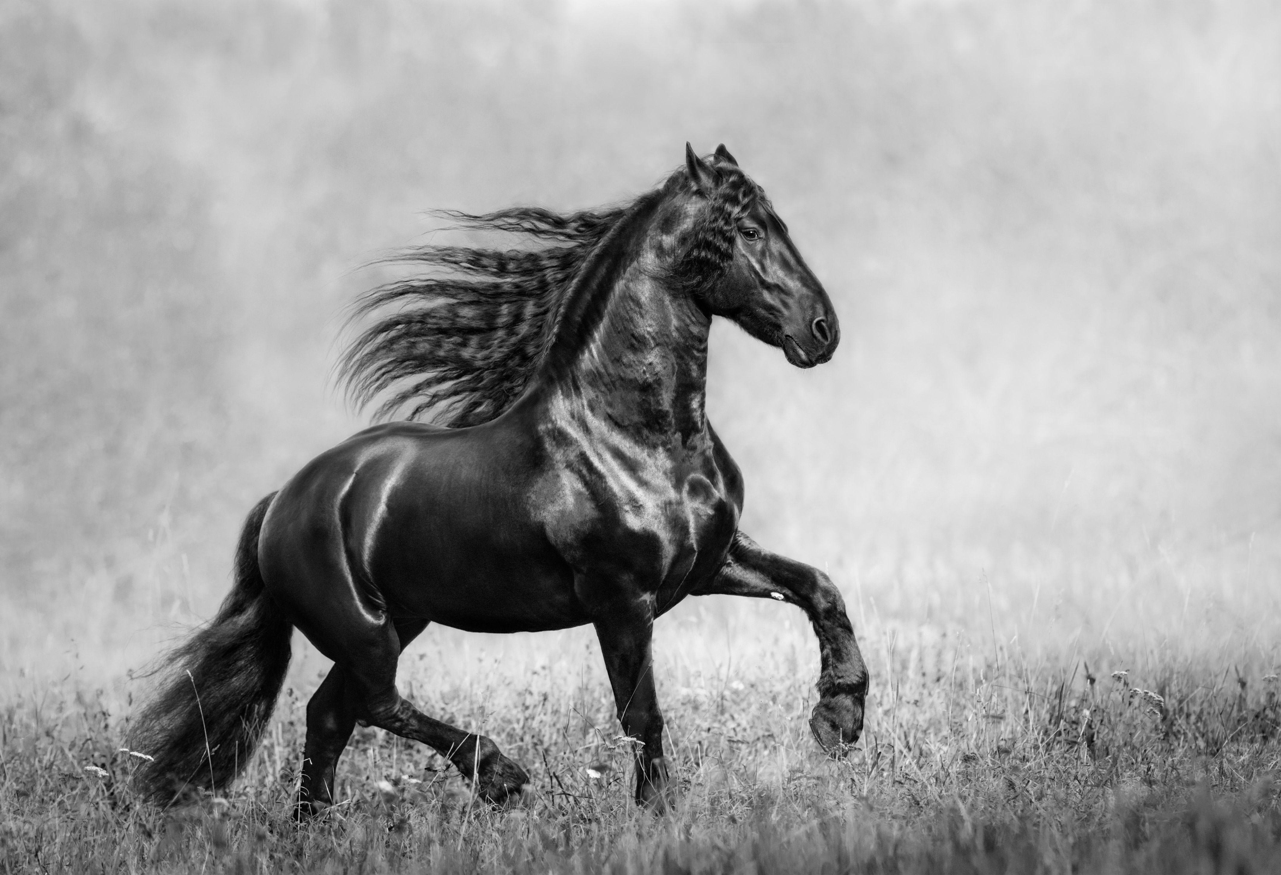 Horse White Wallpapers