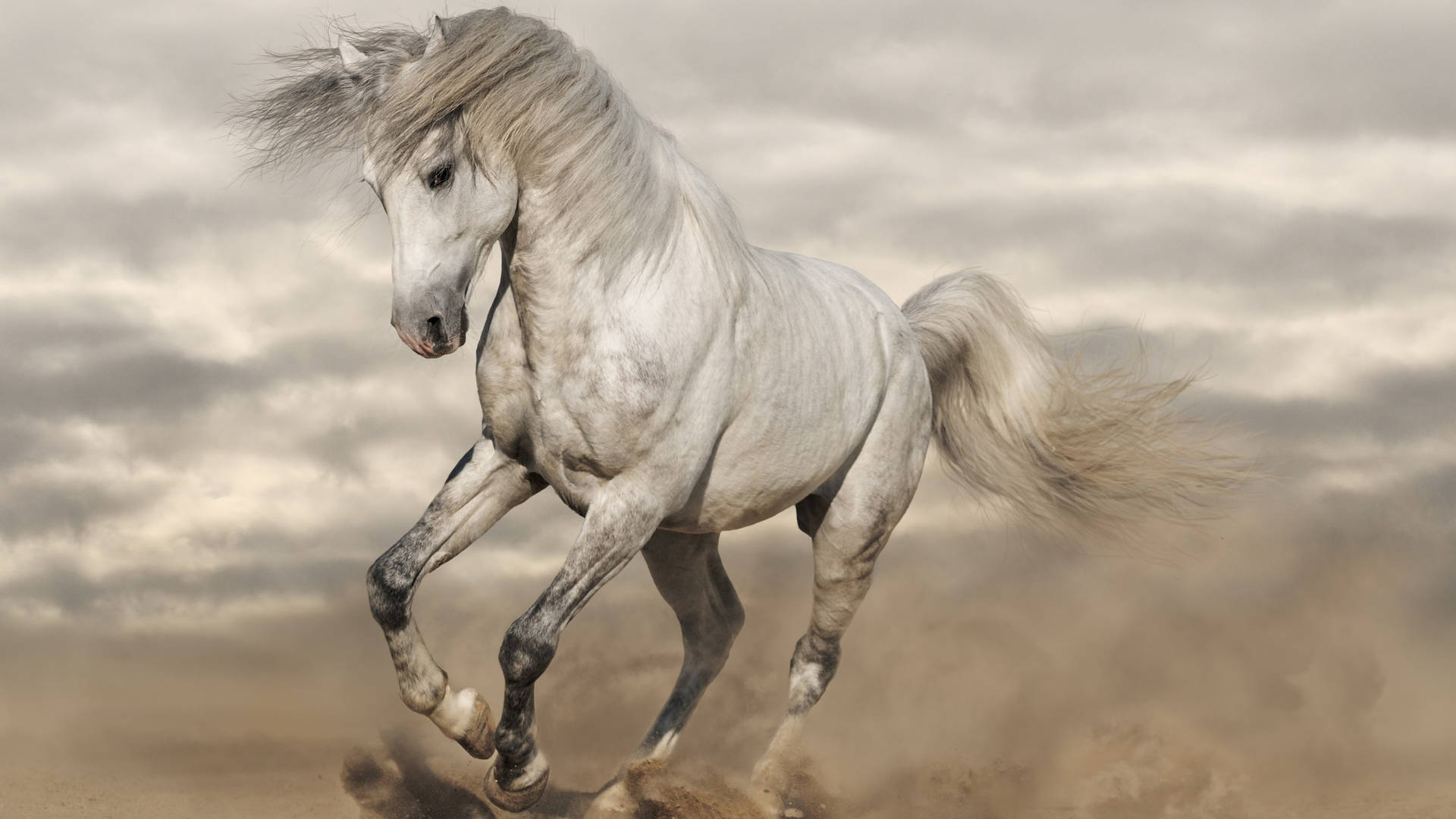 Horse White Wallpapers