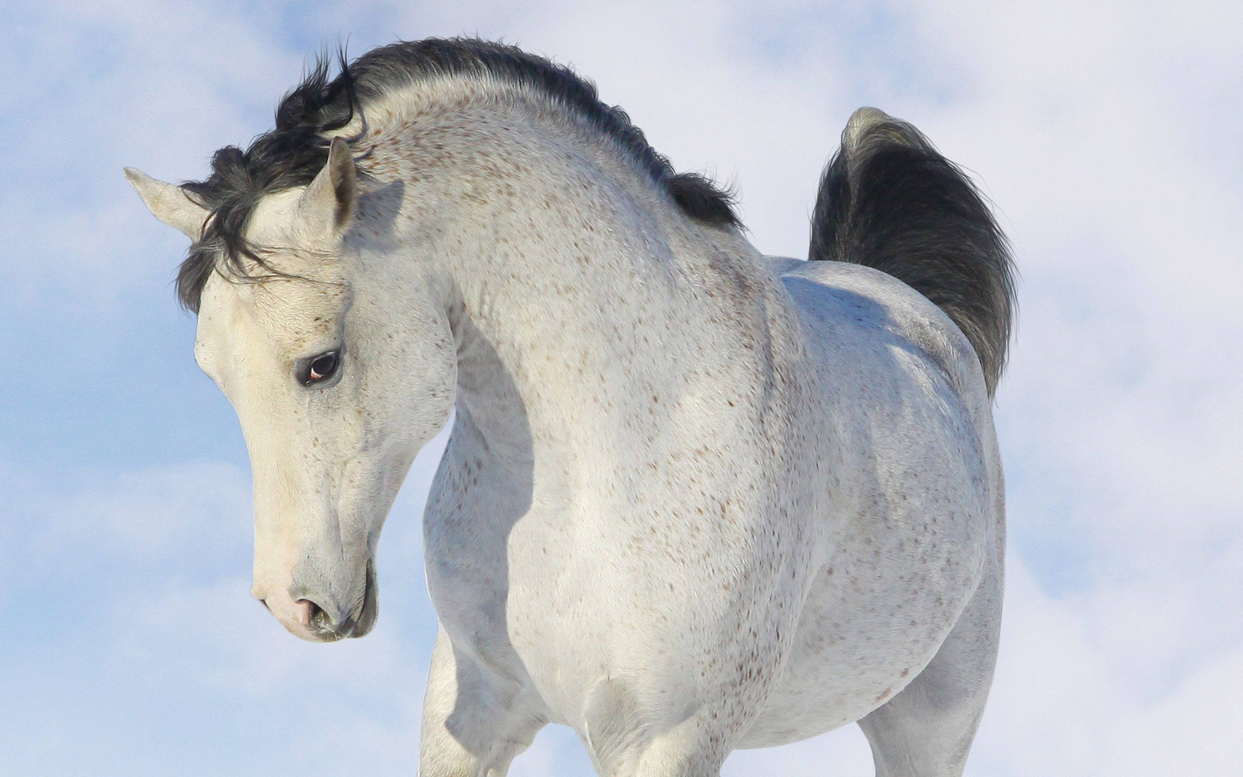 Horse White Wallpapers