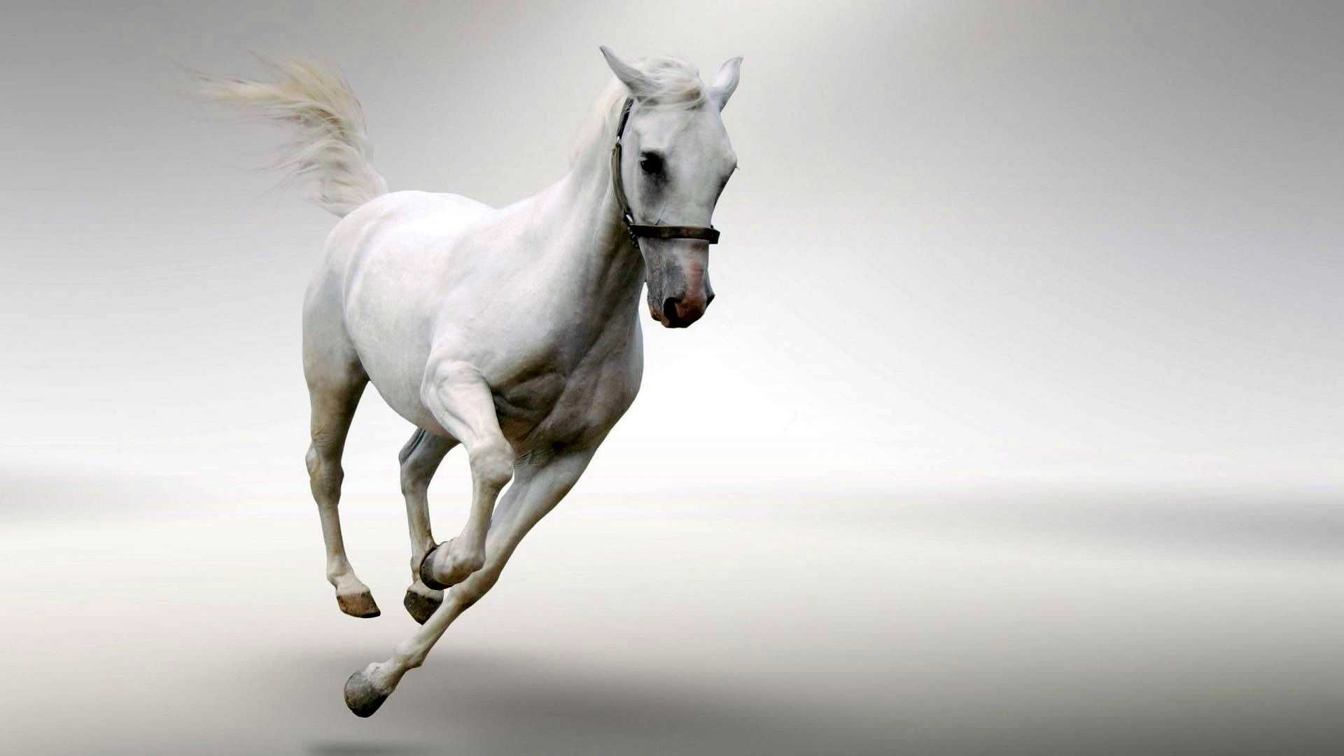 Horse White Wallpapers