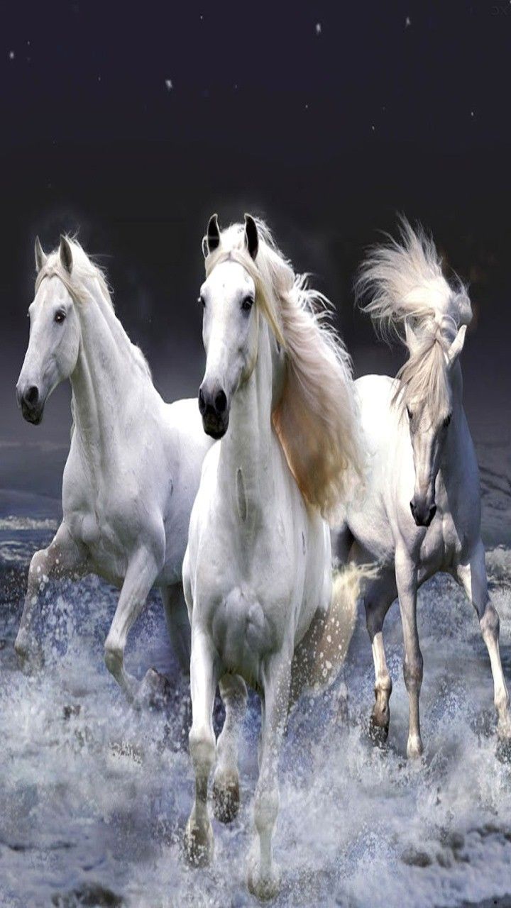 Horse White Wallpapers