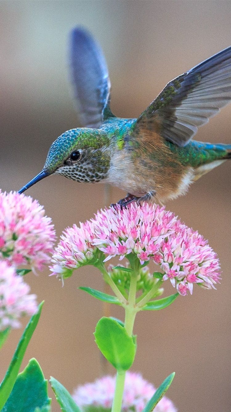 Hummingbird For Phone Wallpapers