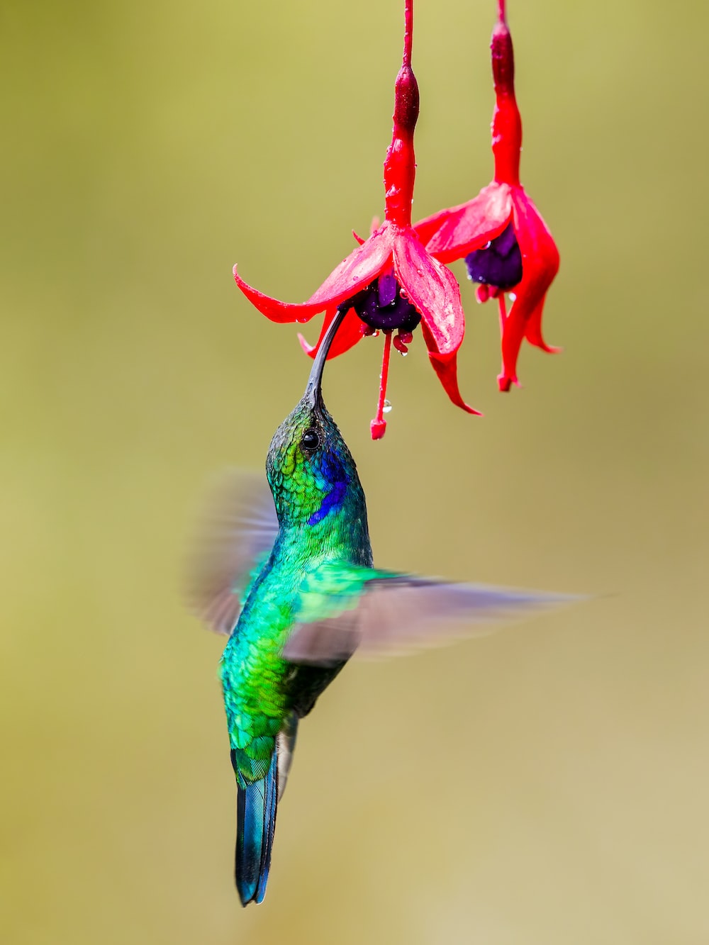 Hummingbird For Phone Wallpapers