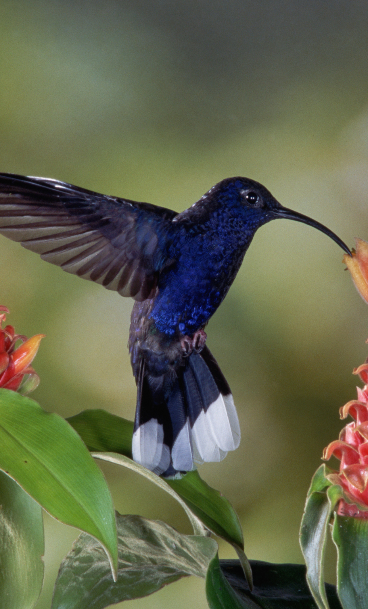 Hummingbird For Phone Wallpapers