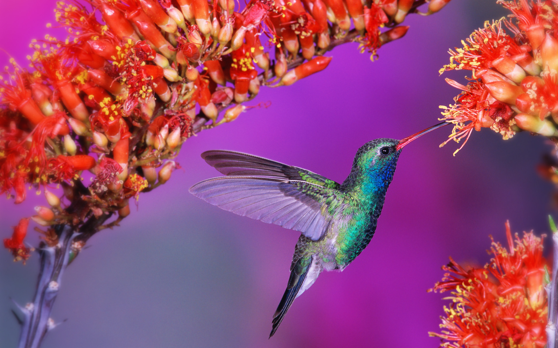 Hummingbird For Phone Wallpapers