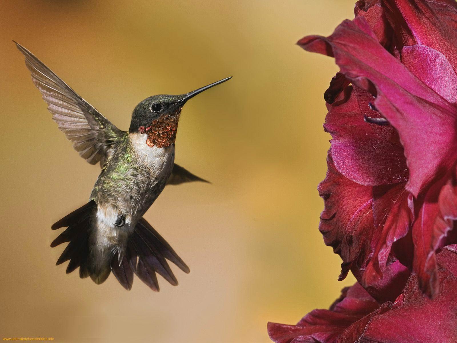 Hummingbird For Phone Wallpapers