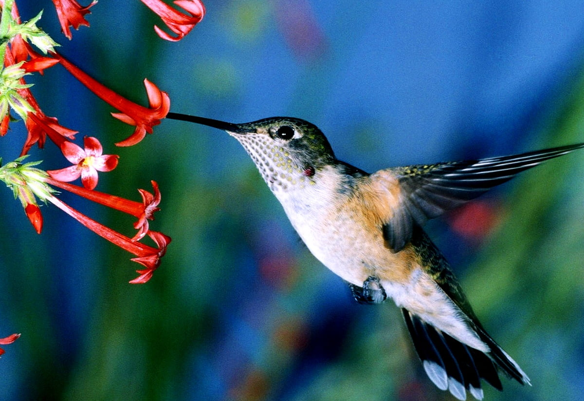 Hummingbird For Phone Wallpapers