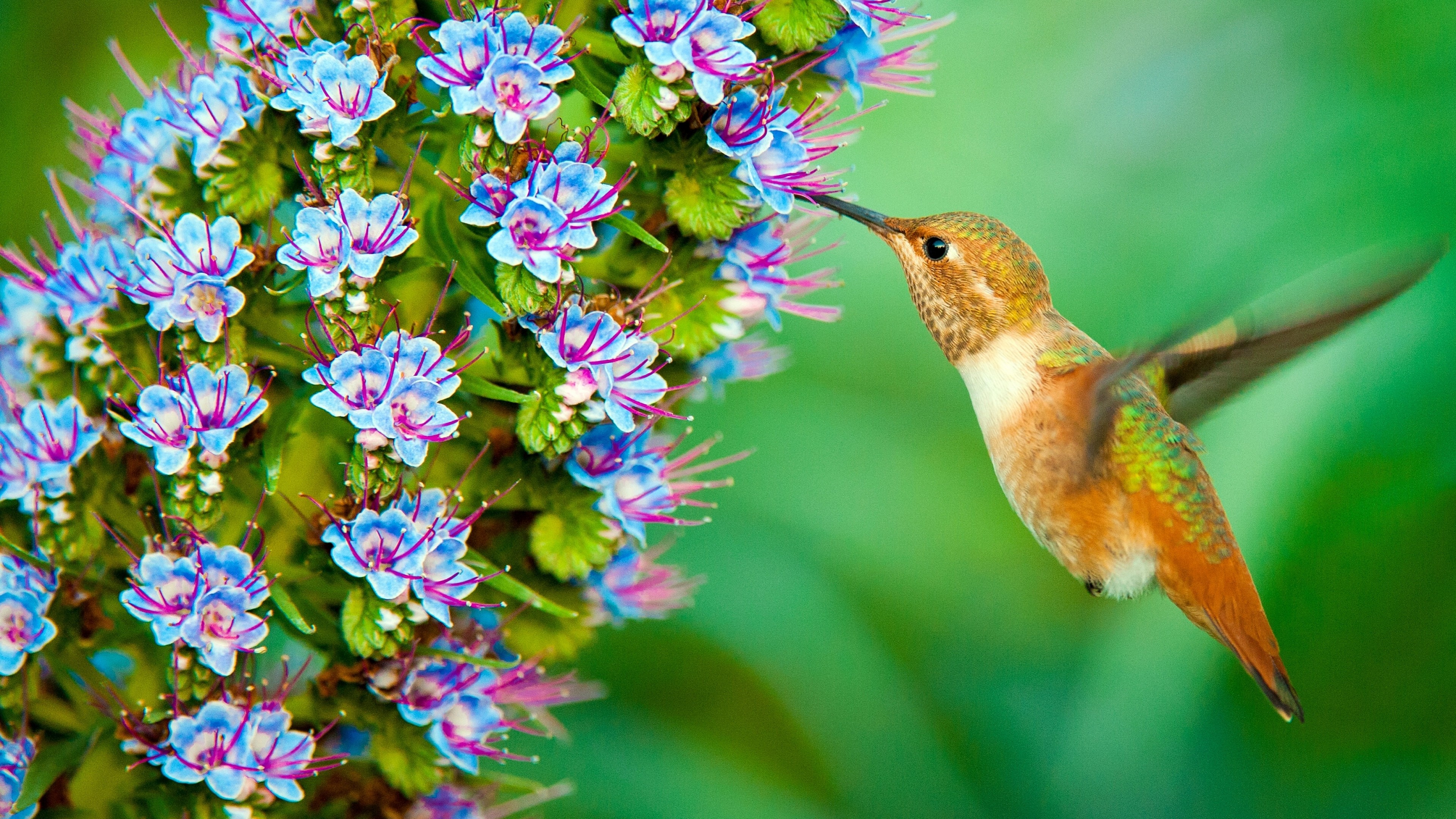 Hummingbird For Phone Wallpapers