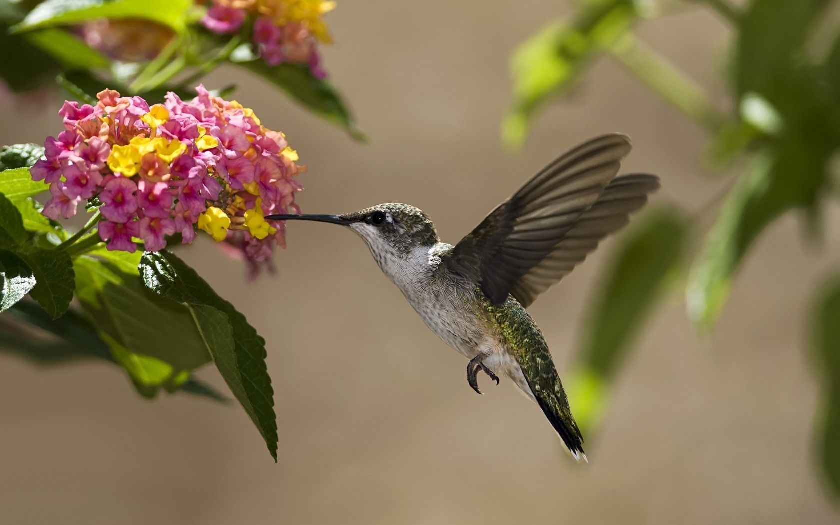 Hummingbird For Phone Wallpapers