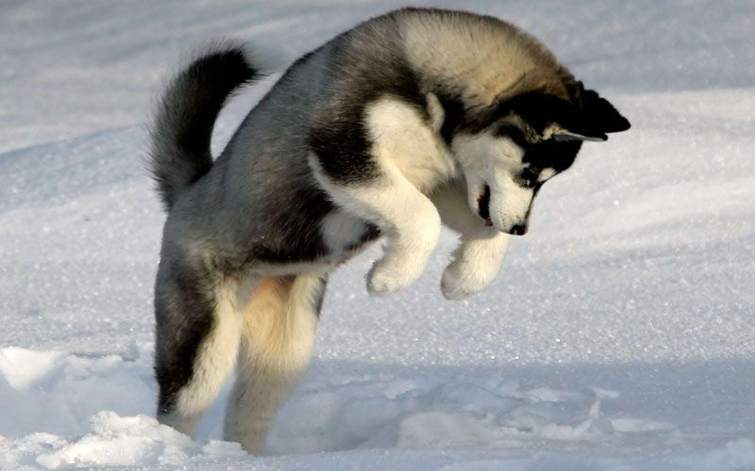 Husky Cartoon Wallpapers