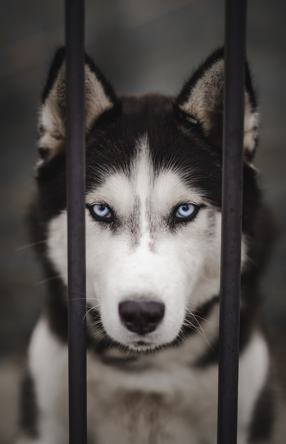 Husky Dogs Wallpapers