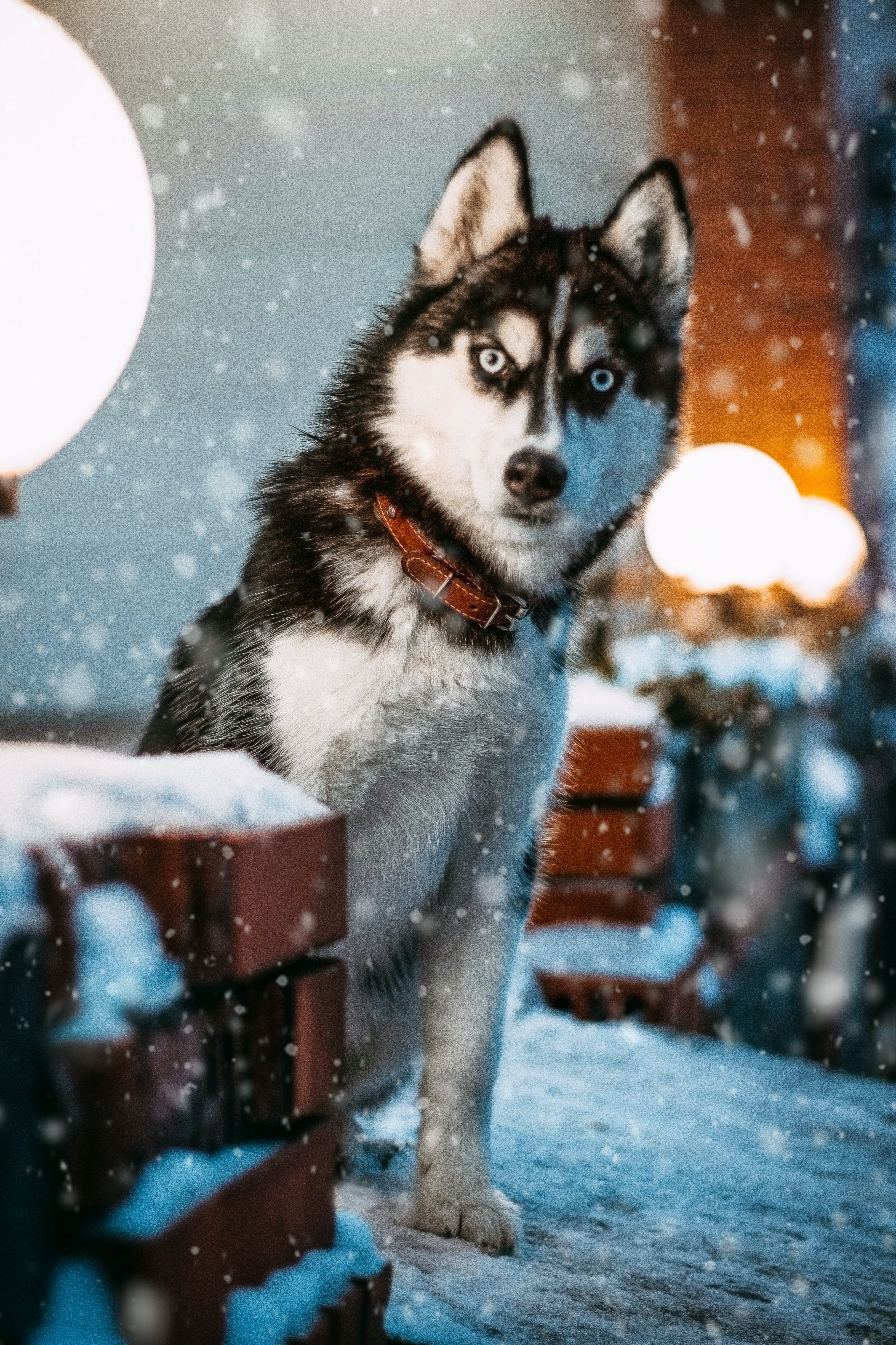 Husky Dogs Wallpapers