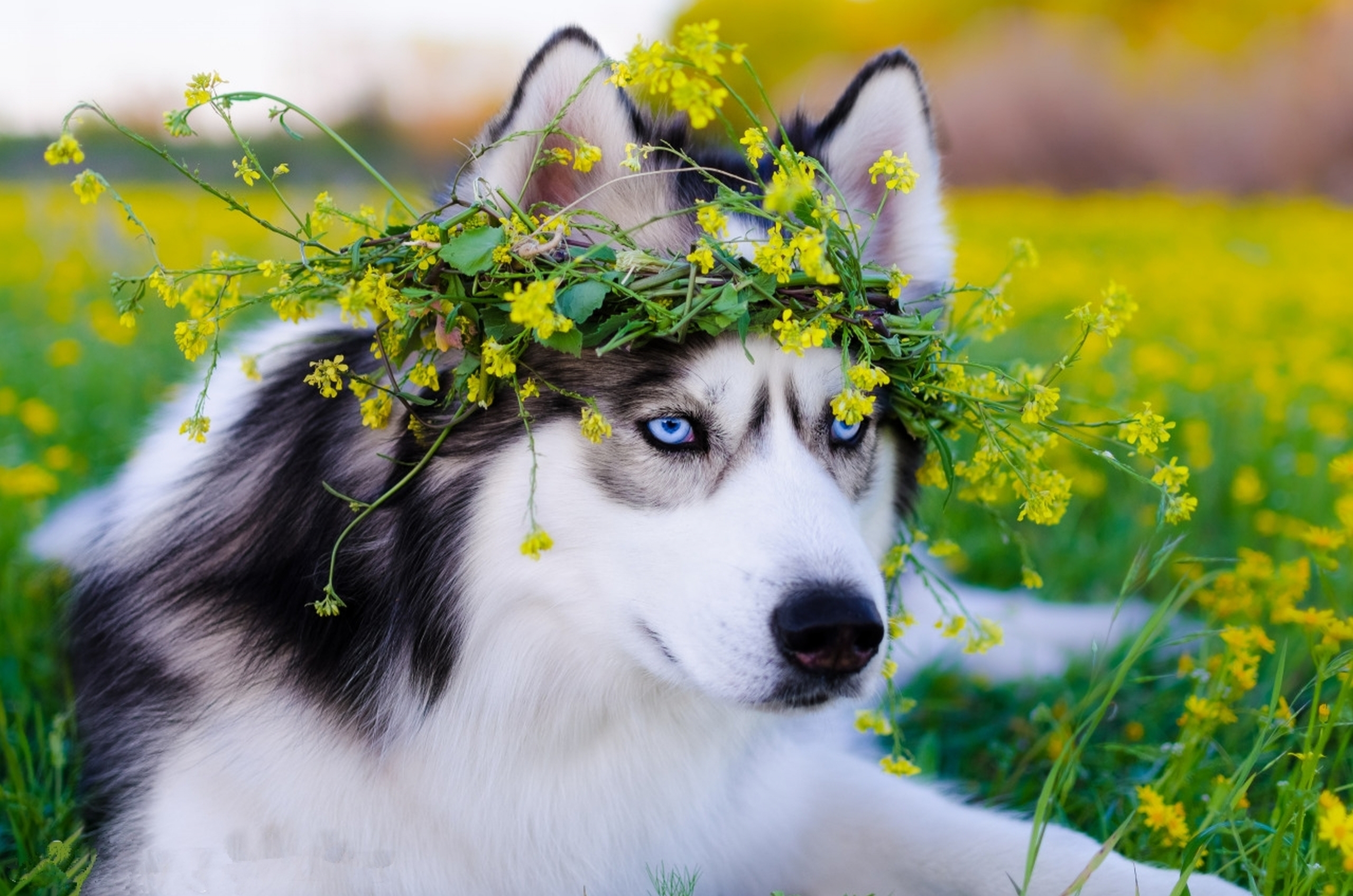 Husky Dogs Wallpapers