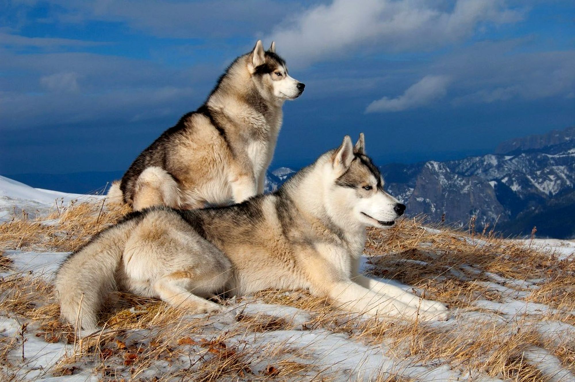 Husky Dogs Wallpapers