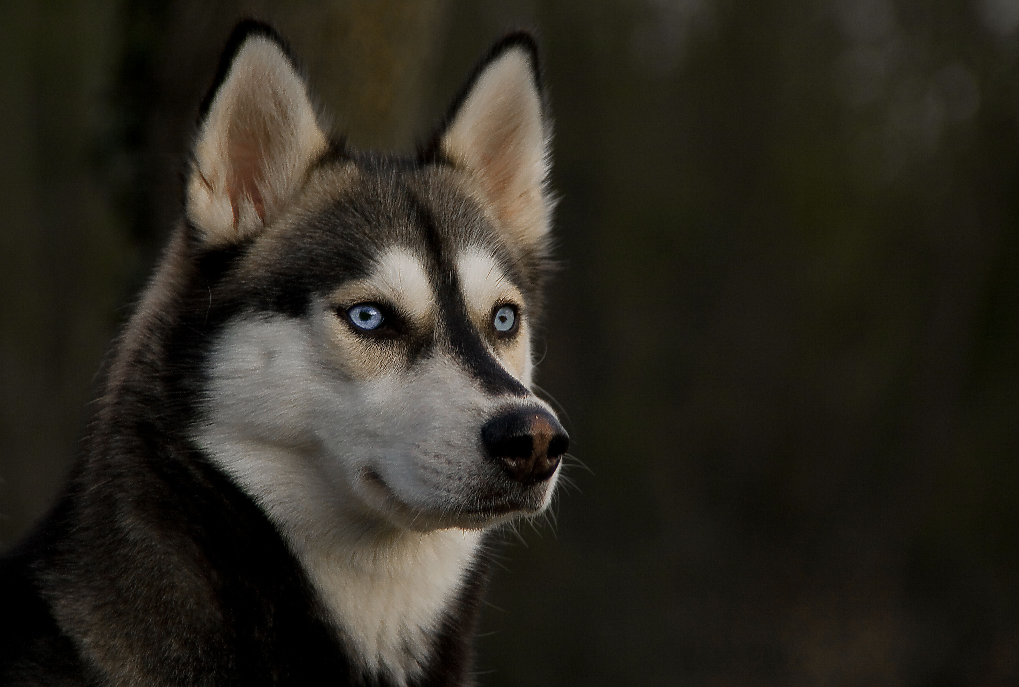 Husky Dogs Wallpapers